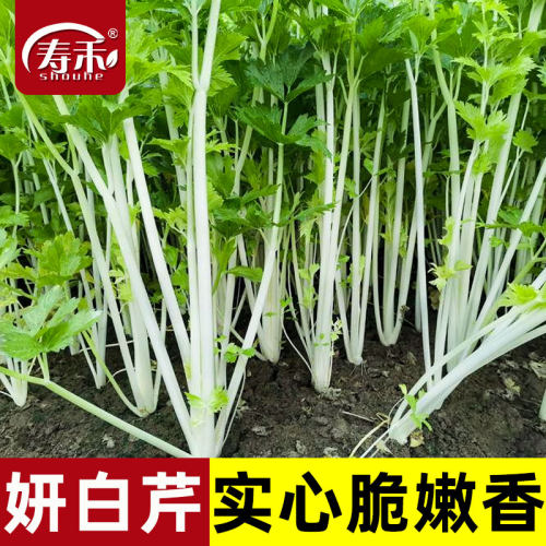 雪白芹菜种子冬季高产南方