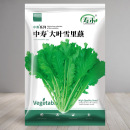 雪里蕻种子雪里红雪菜腌菜秋季 播种咸菜阳台家庭种植九头芥菜