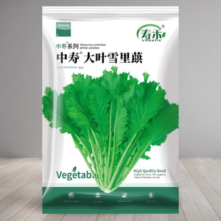 播种咸菜阳台家庭种植九头芥菜 雪里蕻种子雪里红雪菜腌菜秋季