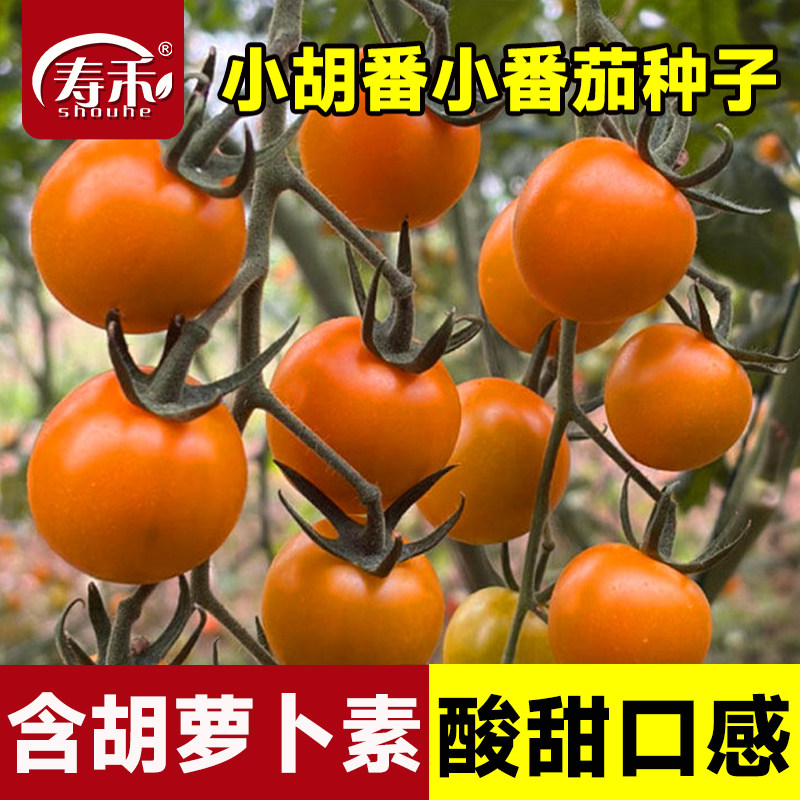 小胡番小番茄圣女果橙樱2号樱桃番茄种子种籽孑高产四季蔬菜阳台