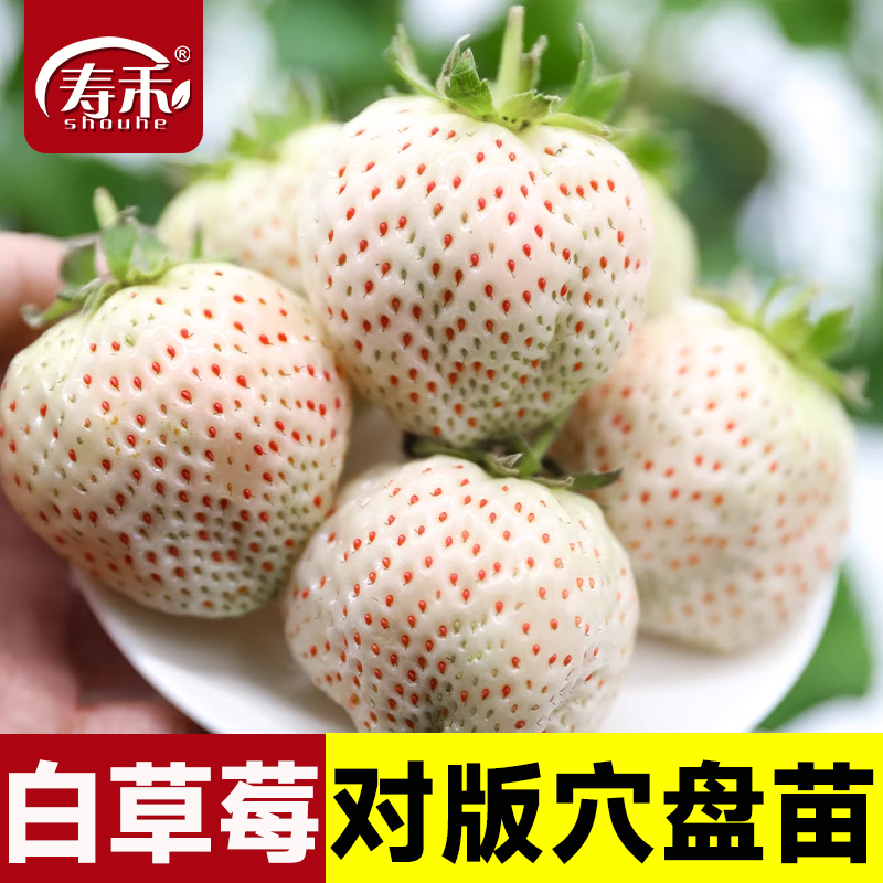 天使白草莓苗奶油草莓苗四季结果种植苗带土白食用苗种秧种苗随珠