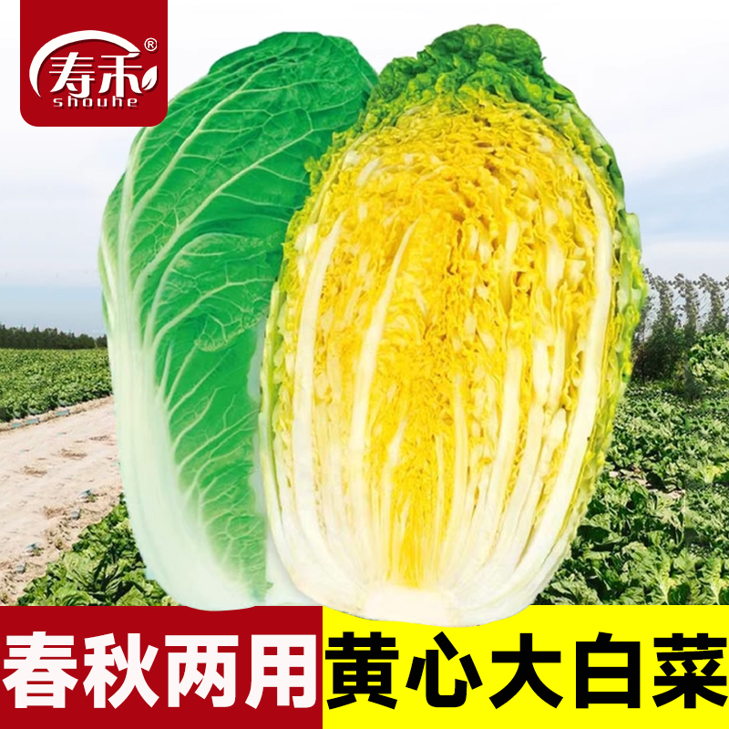 金黄大白菜种子冬储山东胶州蔬莱