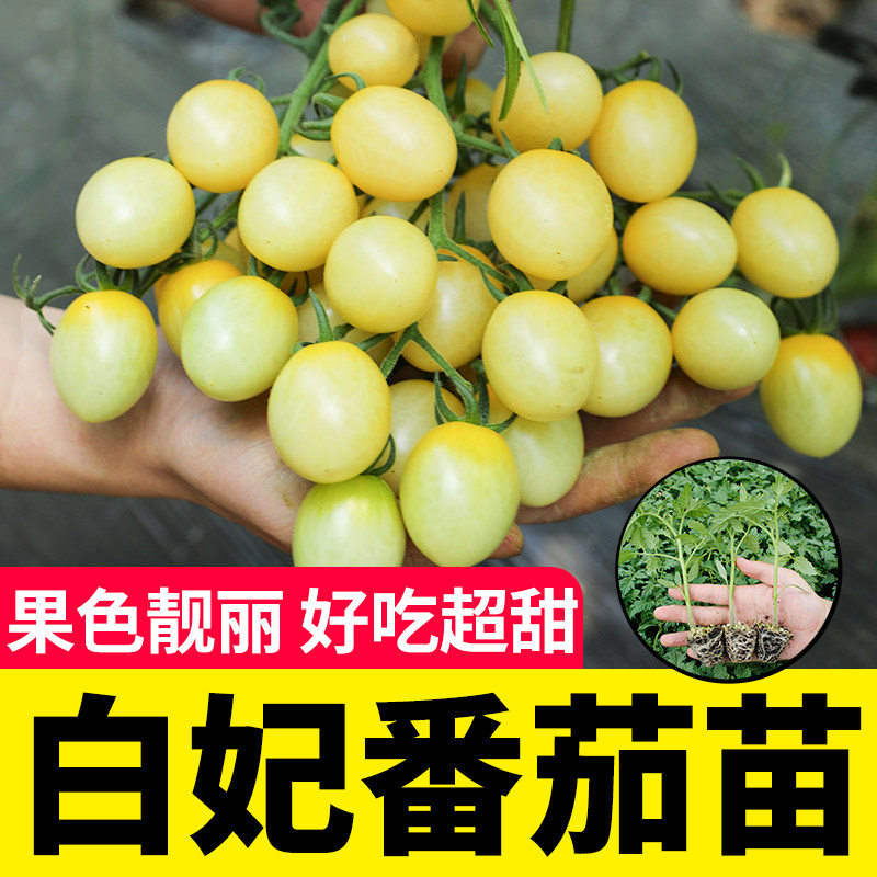 白妃圣女果小白番茄种子种籽孑苗秧玲珑四季果苗秧苗籽种