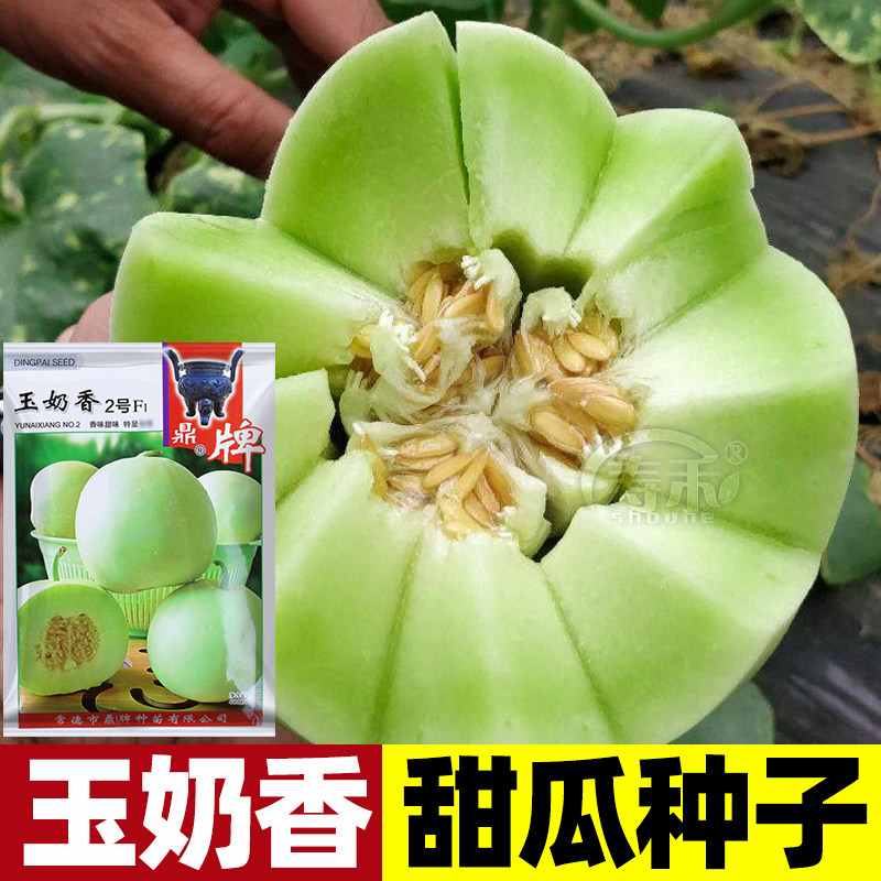 玉奶香甜瓜种子薄皮绿皮早熟香瓜大全春季瓜果种籽孑水果鼎牌种业图片