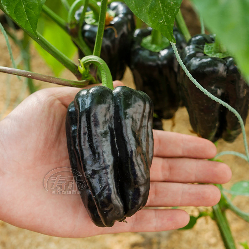 黑紫色彩椒种子种籽苗辣椒籽种南方各种四季秧苗寿光蔬菜菜苗秧孑,鲜花速递/花卉仿真/绿植园艺,家庭园艺种子,淘宝优惠券,粉丝福利购,淘宝优惠卷