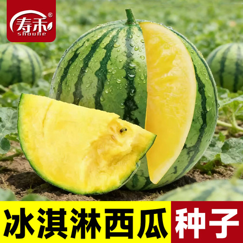 绿皮黄瓤冰淇淋西瓜种子种籽超甜薄皮黄心南方高端四季水果种植