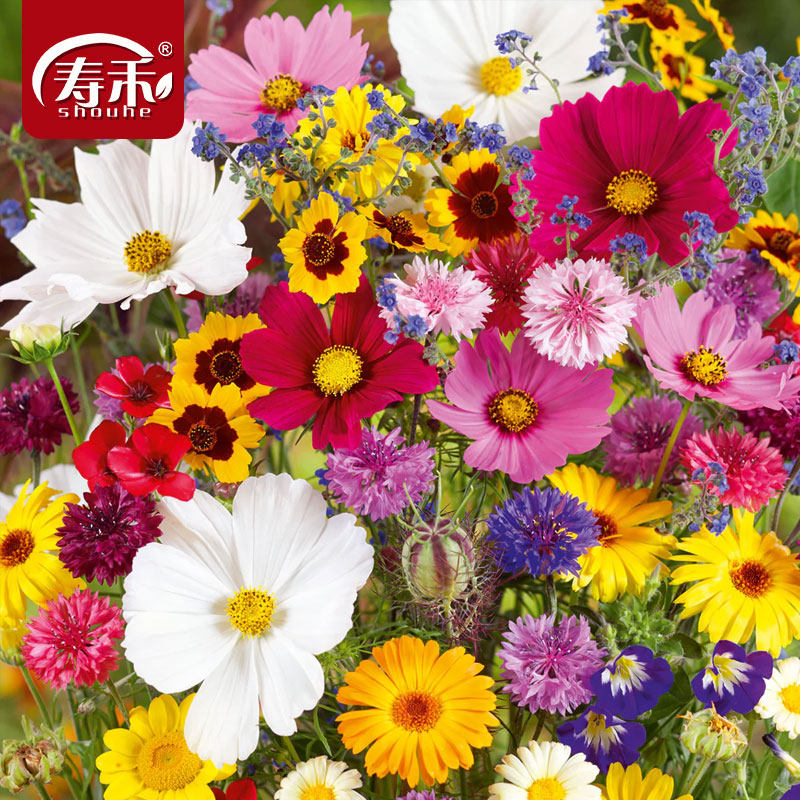 适合春天种的野花组合种子爬藤花卉阳台庭院花种籽花籽孑子四季