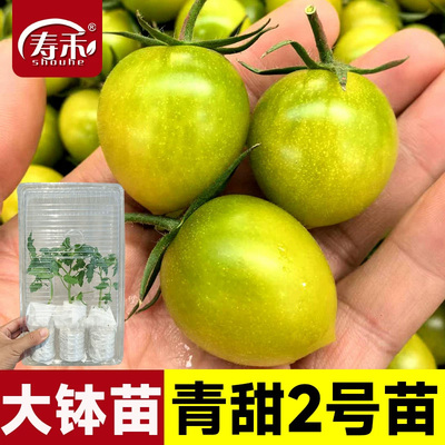 青甜2号大钵苗小圣女果菜苗四季水果盆栽阳台蔬菜番茄苗秧秧苗