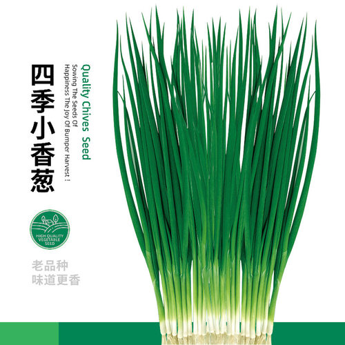 四季四季阳台盆栽种子小葱