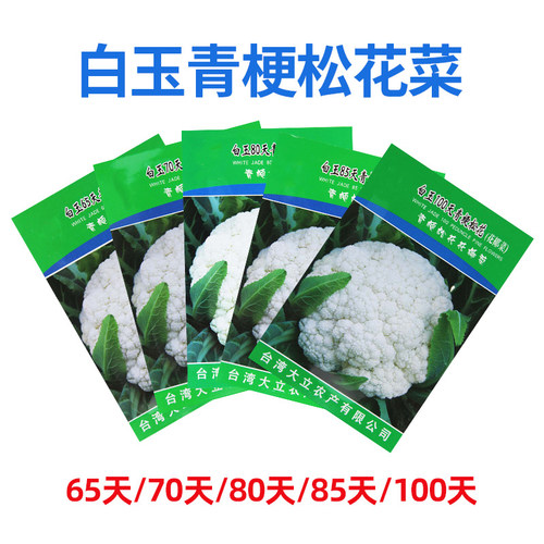 有机白玉耐寒籽种青梗松花菜