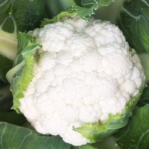 雪山花菜种子蔬菜种籽