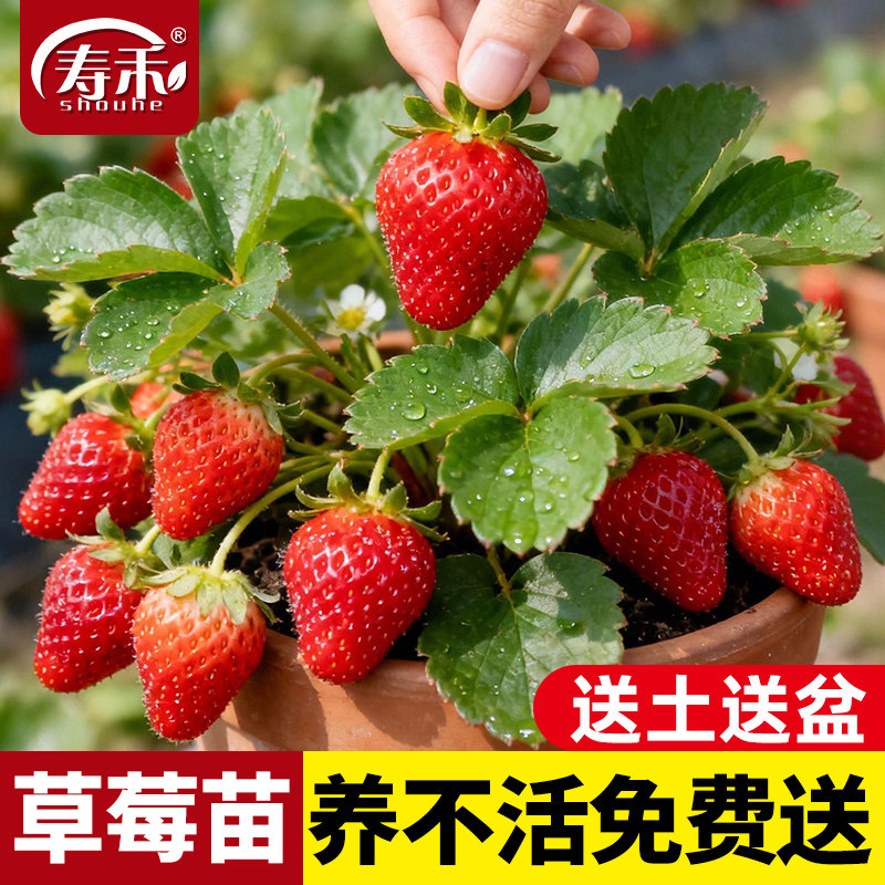自己种植更健康寿禾出品带土好苗图片