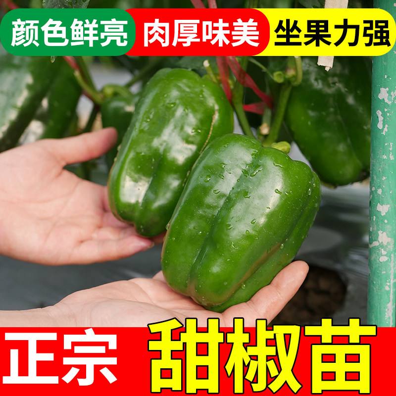 甜椒种子秧苗蔬菜太空批发图片
