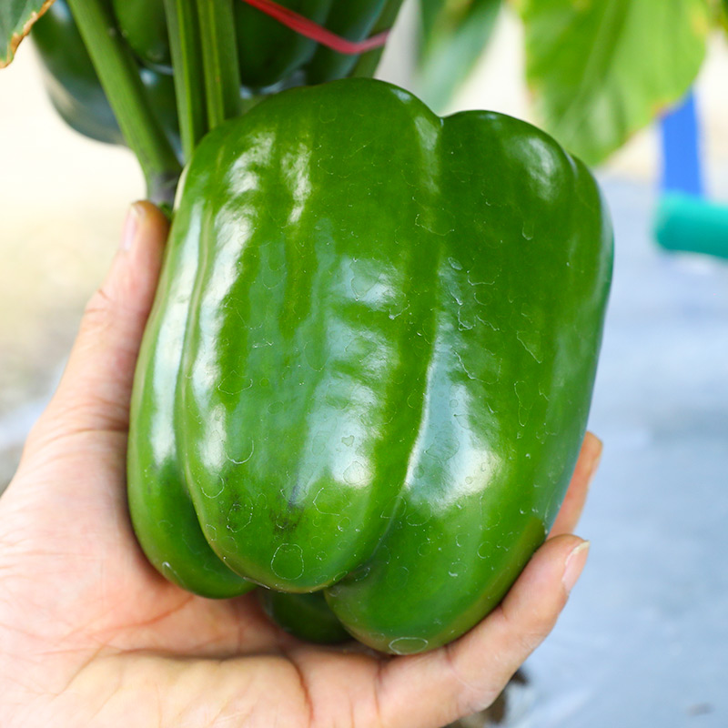 辣椒种子种籽苗甜椒菜苗幼苗蔬菜四季秧彩椒秧苗灯笼菜椒孑太空椒