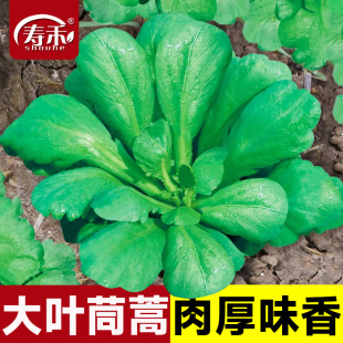 大叶茼蒿种子种籽皇帝菜秋冬冬季 蔬菜孑菜籽茼蒿菜种青菜筒篙菜种