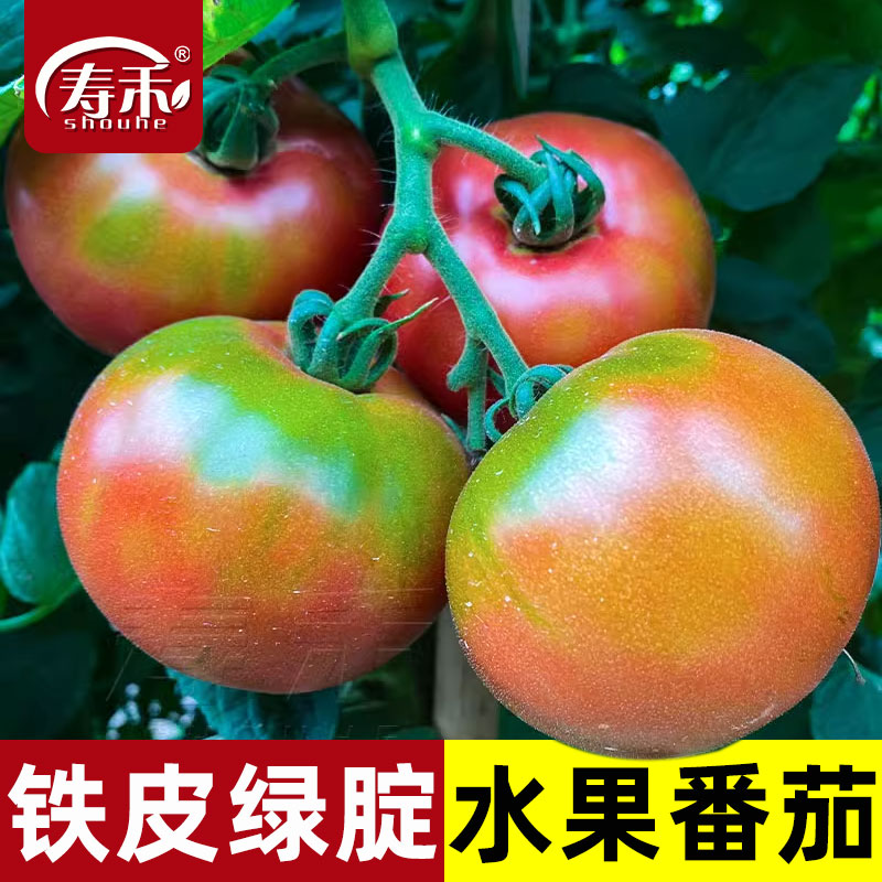 铁皮草莓种子西红柿大全水果秧苗