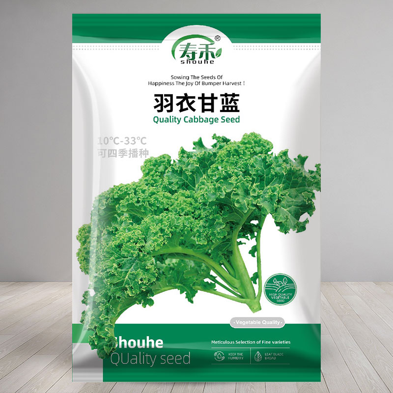 白色羽衣甘蓝种子四季