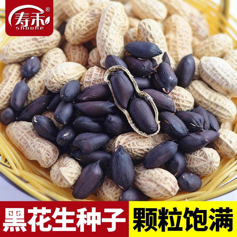 山东花生种子红皮四粒高产图片