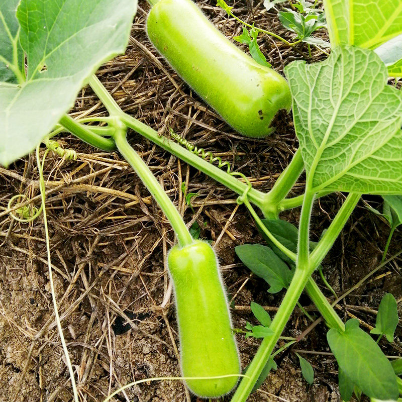 瓠瓜种子瓠子瓜早熟高产耐热瓠子春秋季种子孑种籽蒲瓜苗瓜苗