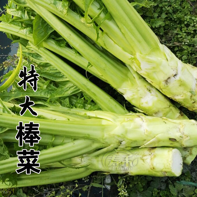 四川棒菜种子秋季特大图片
