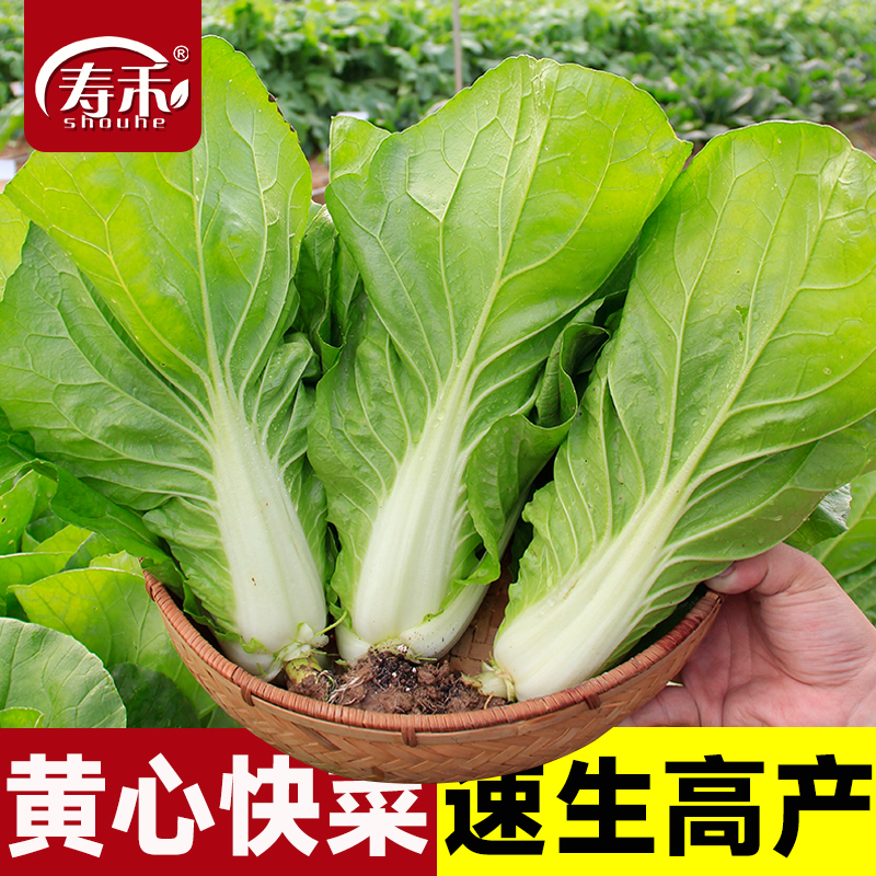 黄心快菜小白菜种子四季盆栽