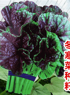 糯米冬寒菜种籽冬苋菜种子冬天菜种冬季籽种蔬菜苗青菜孑菜籽菜苗