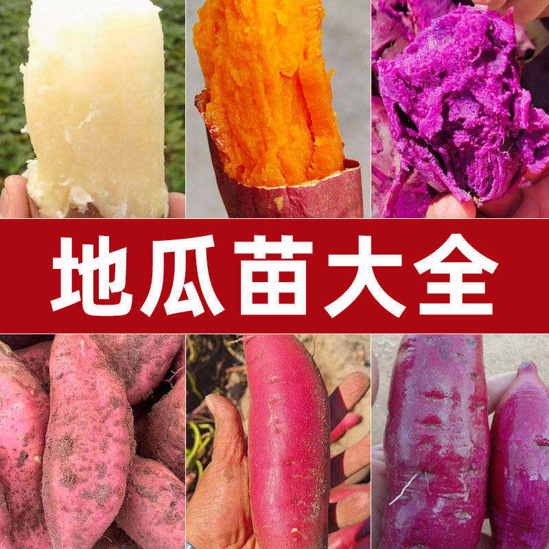 红薯苗秧西瓜红地瓜苗板栗糖心秧苗红署桥头苗种子红瑶榴莲蜜薯苗