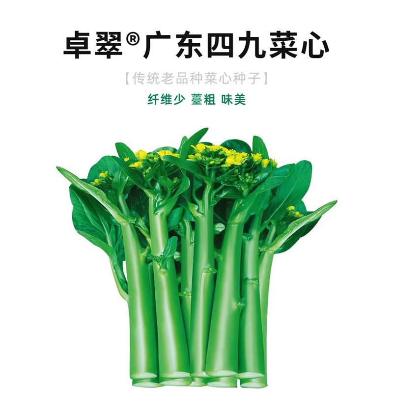 卓翠广东四九菜心种子种籽菜种孑柳叶本地秋冬季甜四季菜籽