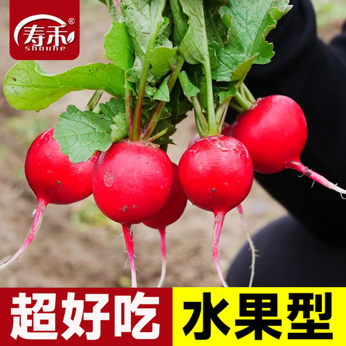 水果樱桃萝卜四季种植皮薄质脆