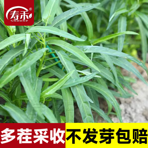 竹叶空心菜种子四季带根秧苗