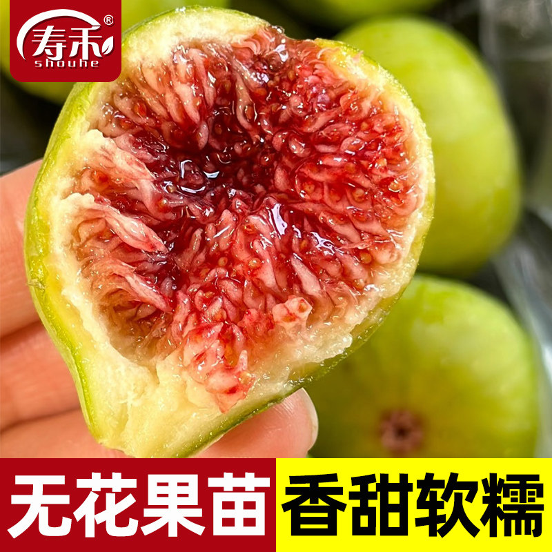 带果带土无花果树果苗四季盆栽种植苗特大波姬红树苗大苗葡萄蓝莓,鲜花速递/花卉仿真/绿植园艺,果树,淘宝优惠券,粉丝福利购,淘宝优惠卷