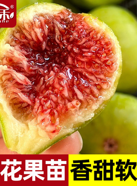 带果带土无花果树果苗四季盆栽种植苗特大波姬红树苗大苗葡萄蓝莓