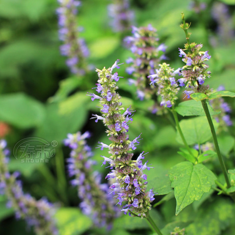 食用藿香盆栽叶新鲜种子种籽孑子四季菜苗药材种植苗秧蔬菜秧苗