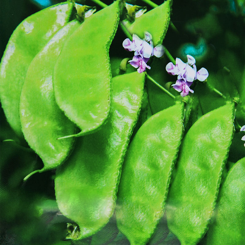 大肉绿眉豆猪耳朵扁豆种子种籽大全秋豆角梅豆角梅豆孑架豆菜豆