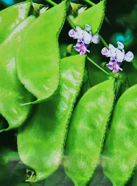 大肉绿眉豆猪耳朵扁豆种子种籽大全秋豆角梅豆角梅豆孑架豆菜豆