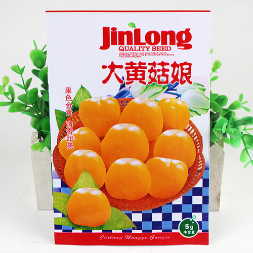 大黄红菇娘种子东北灯笼果春季