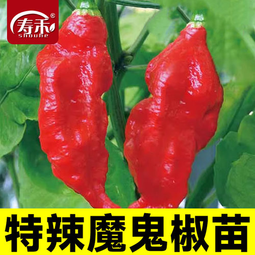印度魔鬼辣椒种子秧苗龙息蔬菜