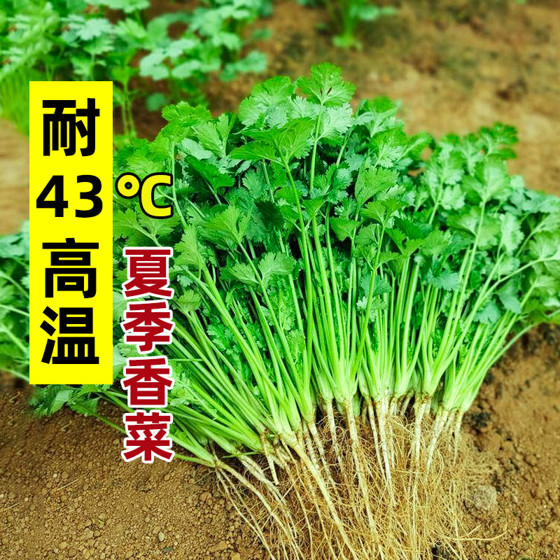 耐热香菜种籽高温夏季夏天种植的蔬菜种子四季籽种盆栽孑菜籽菜种 鲜花速递/花卉仿真/绿植园艺 家庭园艺种子 原图主图