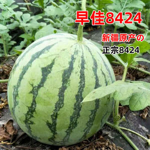 西瓜苗秧盆栽阳台价格 西瓜苗秧盆栽阳台图片 星期三