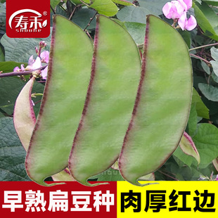 扁豆种子种籽四季 豆角梅豆角红眉豆蔬菜梅豆孑架豆秧苗大全早苗秧