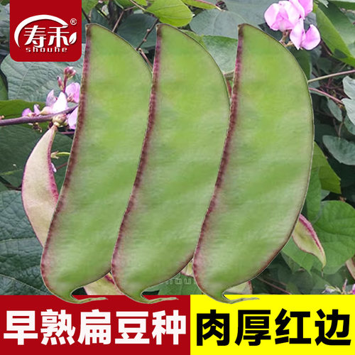 早熟扁豆种子肉厚香满口