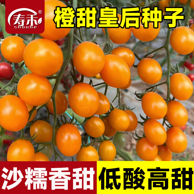 橙甜番茄种子种籽苗秧秧苗小圣女果纯甜爆汁高端四季盆栽蔬菜水果