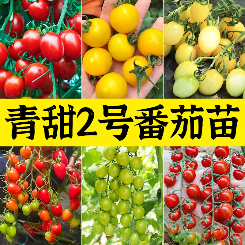 青美玉绿色小番茄种子苗秧樱桃西红柿种籽孑子青甜2号圣女果苗,鲜花速递/花卉仿真/绿植园艺,种苗/半成品盆栽,淘宝优惠券,粉丝福利购,淘宝优惠卷