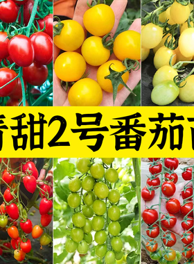 青美玉绿色小番茄种子苗秧樱桃西红柿种籽孑子青甜2号圣女果苗