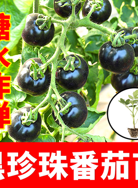 糖水炸弹黑珍珠番茄苗秧种子紫黑色蓝莓小西红柿西黑柿秧种籽苗