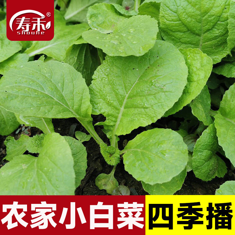 小白菜种子种籽夏季阳台种菜盆栽蔬菜芽苗菜四季青菜秋季孑菜子种