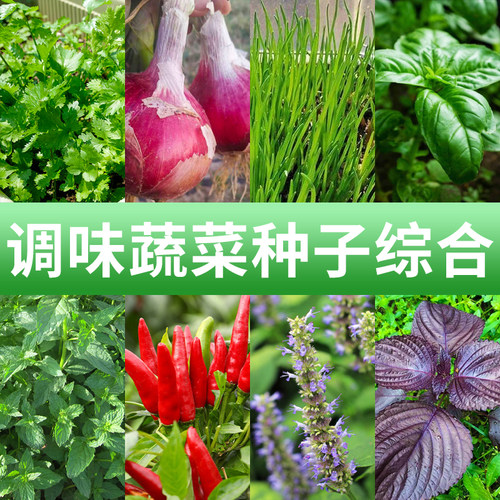 调味蔬菜种子大全四季阳台盆栽