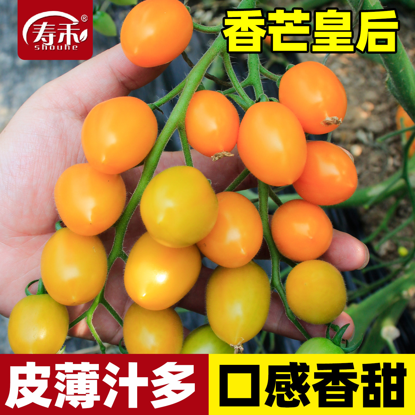 香芒皇后小番茄苗秧橙黄色圣女果种子秧苗黄金籽高端西红柿种籽