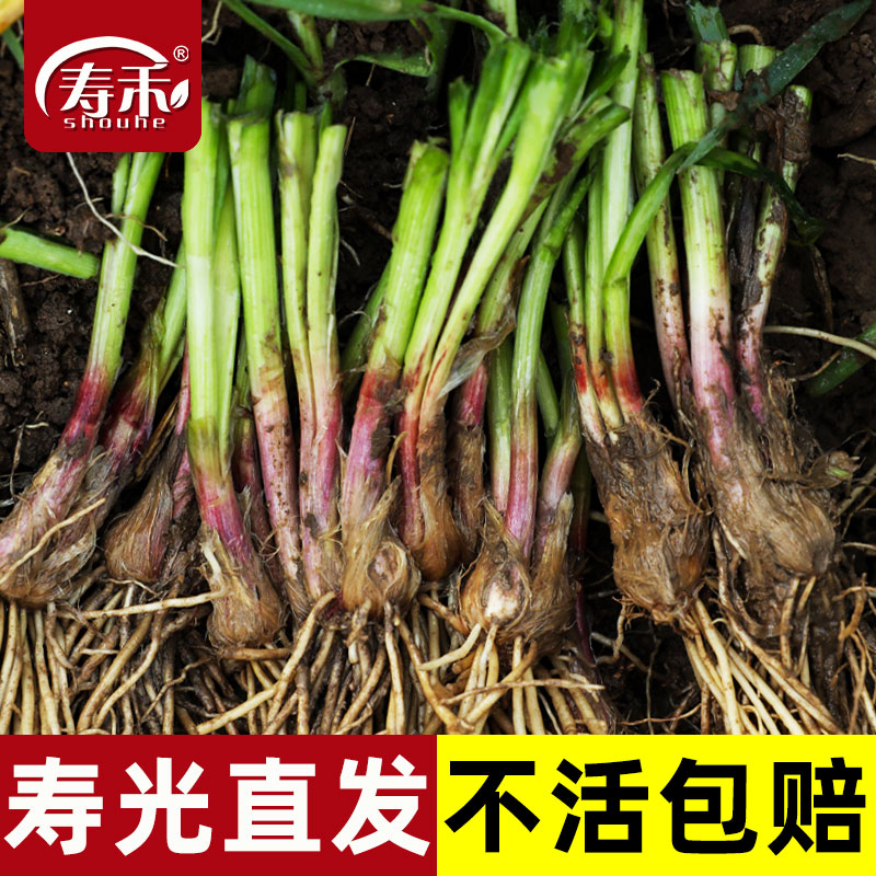 稀植移栽现挖红根宽叶四季韮菜