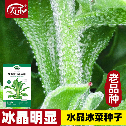 冰草种子孑苗水晶蔬菜四季